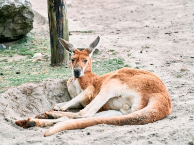 kangourou roux - De Zonnegloed - Refuge pour animaux